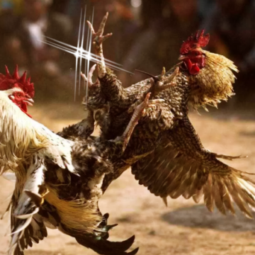 Sabung Ayam Sejarah Budaya dan Perkembangannya dari Masa ke Masa