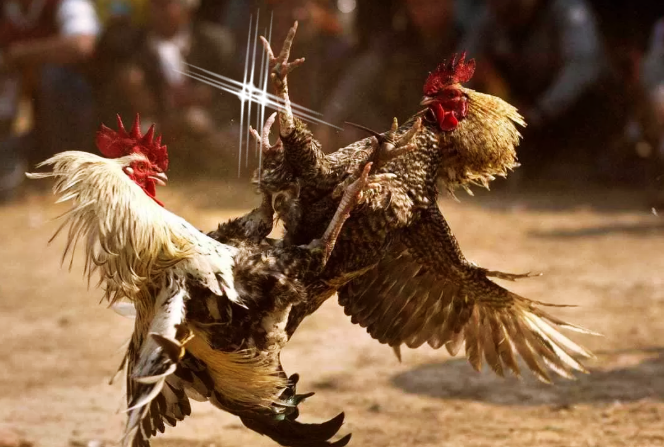 Sabung Ayam Sejarah Budaya dan Perkembangannya dari Masa ke Masa